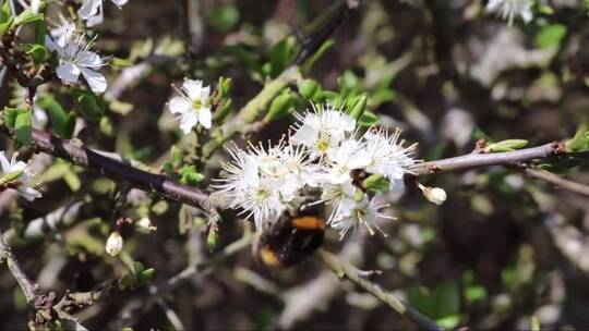 4k蜜蜂在花朵上采蜜