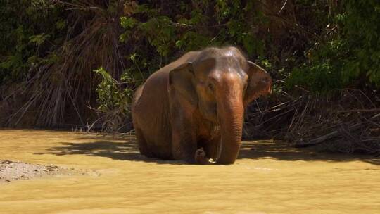 大象在河里行走