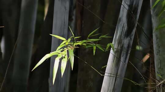 茂密竹子竹叶视频