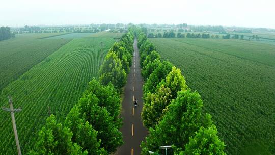 绿意盎然的乡村公路