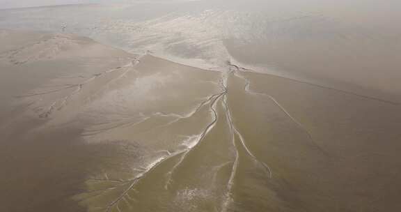 浙江钱塘江钱江潮滩涂大地之树