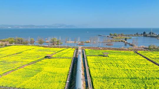 云南油菜花海里的绿皮火车