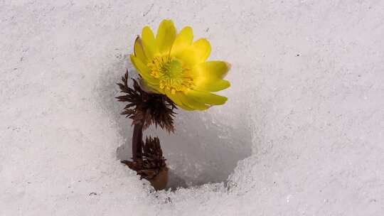 雪地里的小黄花