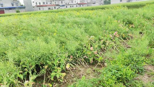 农村菜园房屋绿色植物