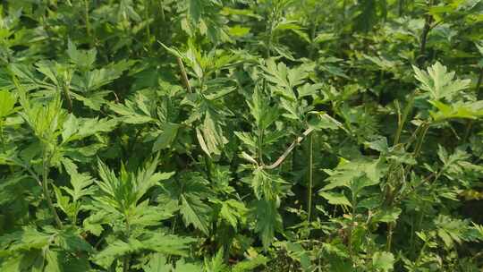 艾草植物实拍