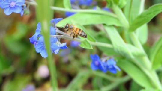蜜蜂慢动作。特写蜜蜂授粉花慢动作