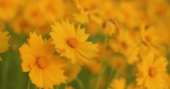 夏日阳光穿透花草手拂花朵