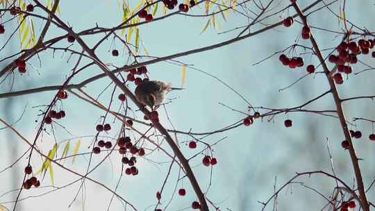 冬天枯树枝上的小鸟