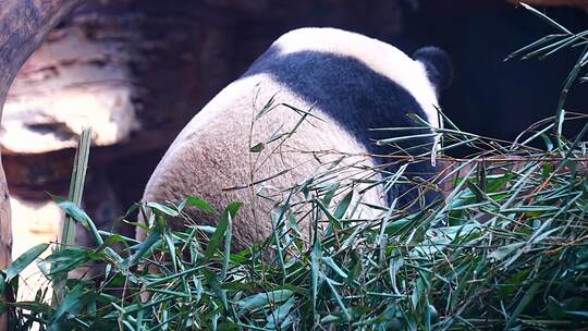 大熊猫 一级保护动物 野生动物