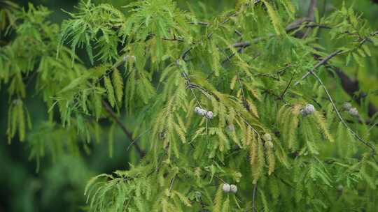 秋天白露节气水杉树上结满果实