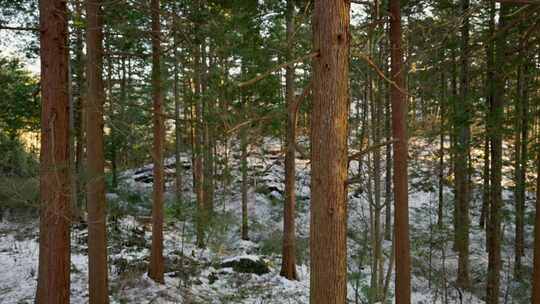 雪中的松树林森林视频素材模板下载