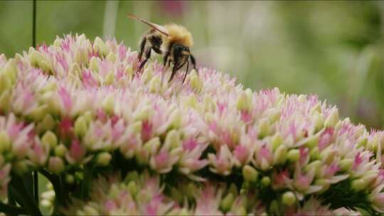 Carder Bee，昆虫，授粉，石杉