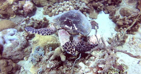 一只海龟在五颜六色的珊瑚中游泳。概念：动