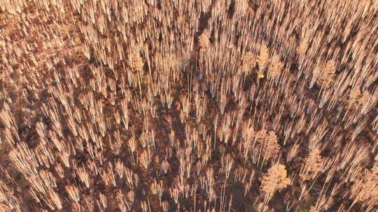 航拍晚秋落叶的白桦林视频素材模板下载