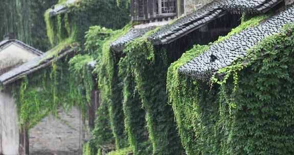 （慢镜）江南古镇大雨屋檐下的爬山虎