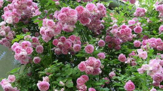 美丽的玫瑰花丛