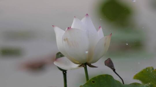 白莲花下雨天