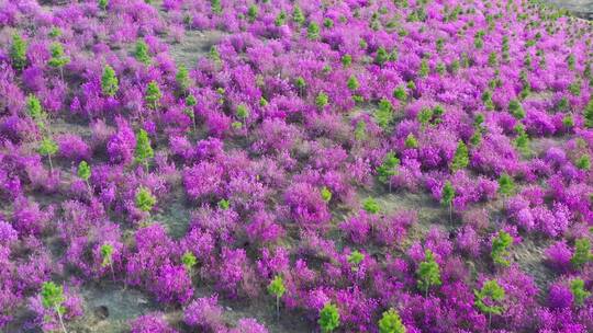 扎兰屯杜鹃花 4k高清视频