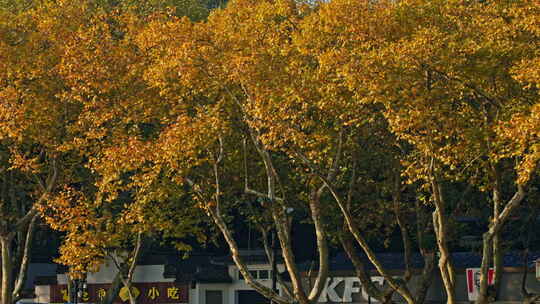 晴朗天气下的北山街金黄梧桐秋景视频素材模板下载