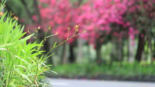 开满鲜花的公路，深圳香山中街车流