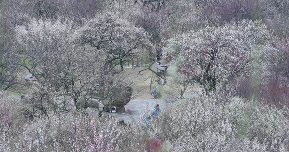 春天赏梅胜地苏州美丽香雪海