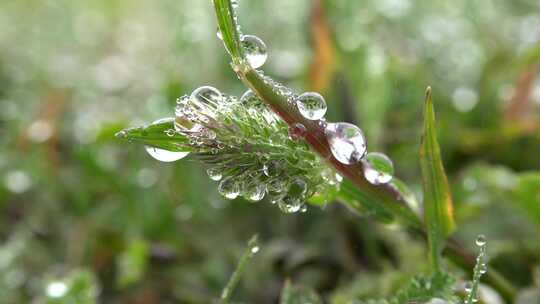 草上的露珠露水