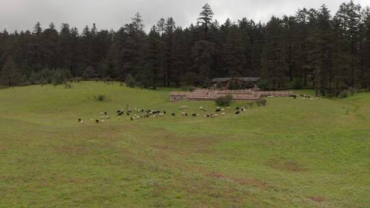 羊群在草原上奔跑