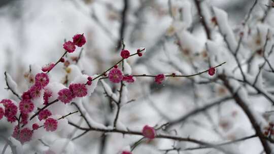 春天公园里雪中盛开的梅花空境升格