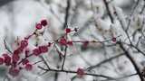 春天公园里雪中盛开的梅花空境升格高清在线视频素材下载