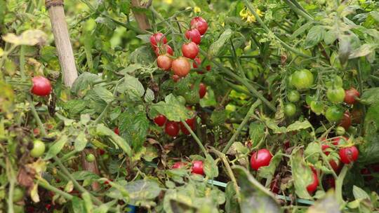 树苗上成熟的小番茄