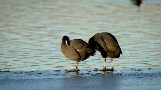 站在冰冻水中的鸟类在湖边自然栖息地越冬
