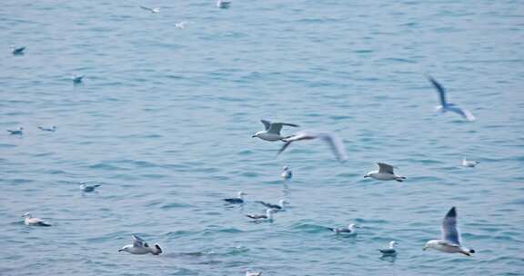 大海海面飞翔的海鸥