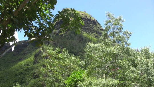 考艾口香糖树和崎岖的山峰