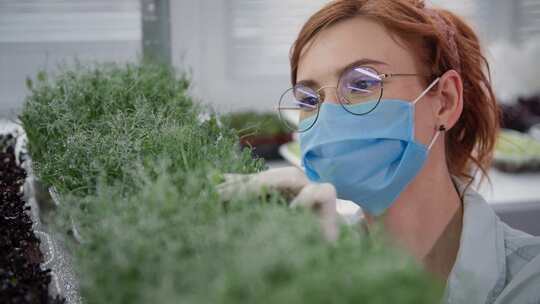 生长室，种植者，水芹植物，面膜