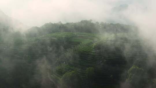 云雾缭绕的茶山茶园1视频素材模板下载