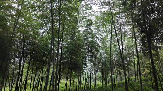 竹林竹子竹叶禅意下雨天唯美空镜