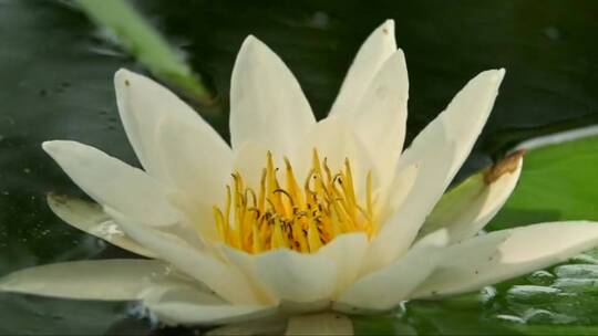 一朵白色睡莲绽放在池塘上