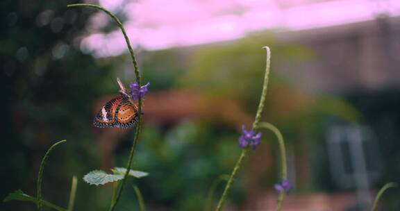 蝴蝶在植物上飞舞