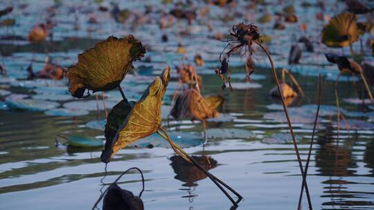 秋天枯萎的荷叶，凋零的荷塘空镜4k视频