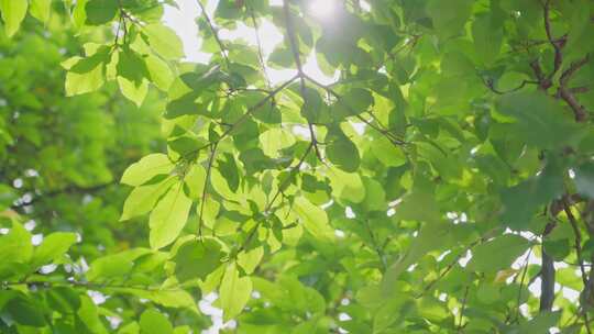 夏季阳光穿过树叶禅宗空镜头