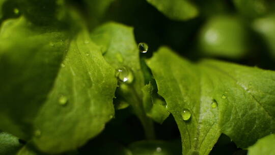 雨滴落在树叶上