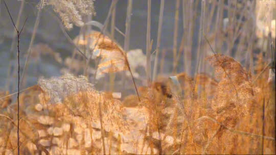 【开放式结尾】肥城：芦苇景色惹人醉