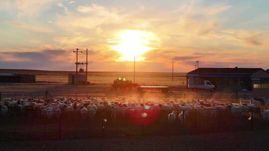 内蒙古草原羊圈夕阳