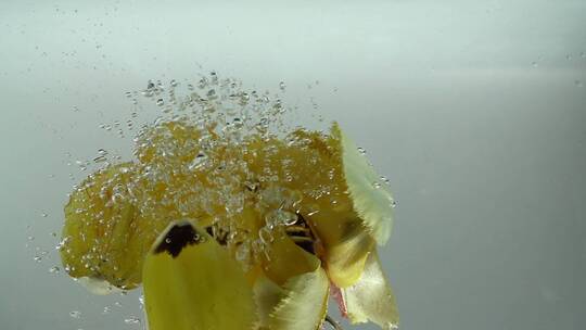 水中的郁金香花瓣