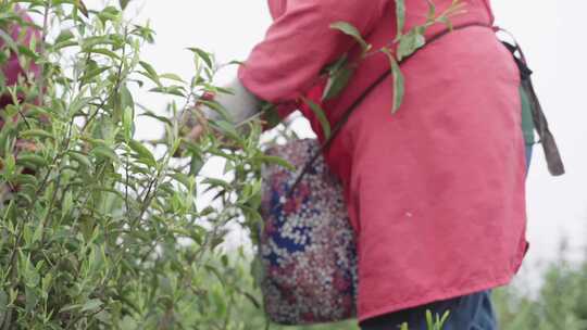 茶农采茶茶园工人正在采摘茶叶