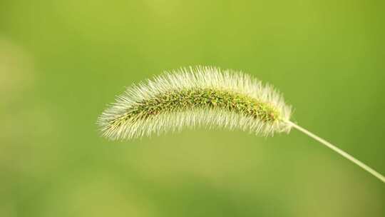 狗尾巴草唯美逆光光线自然抒情草地植物