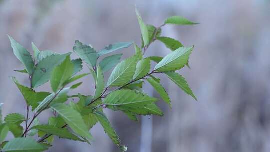 草 叶子 树叶 绿色 植物 绿植 花