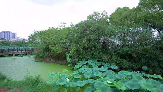 武汉江夏区藏龙岛国家湿地公园4K视频合集