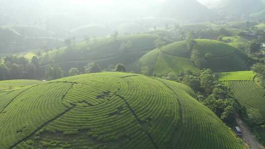 越南龙可可茶山鸟瞰图