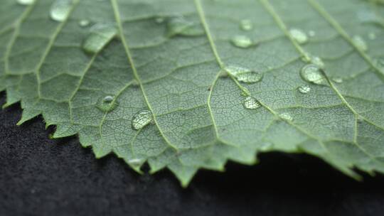 下雨和树叶